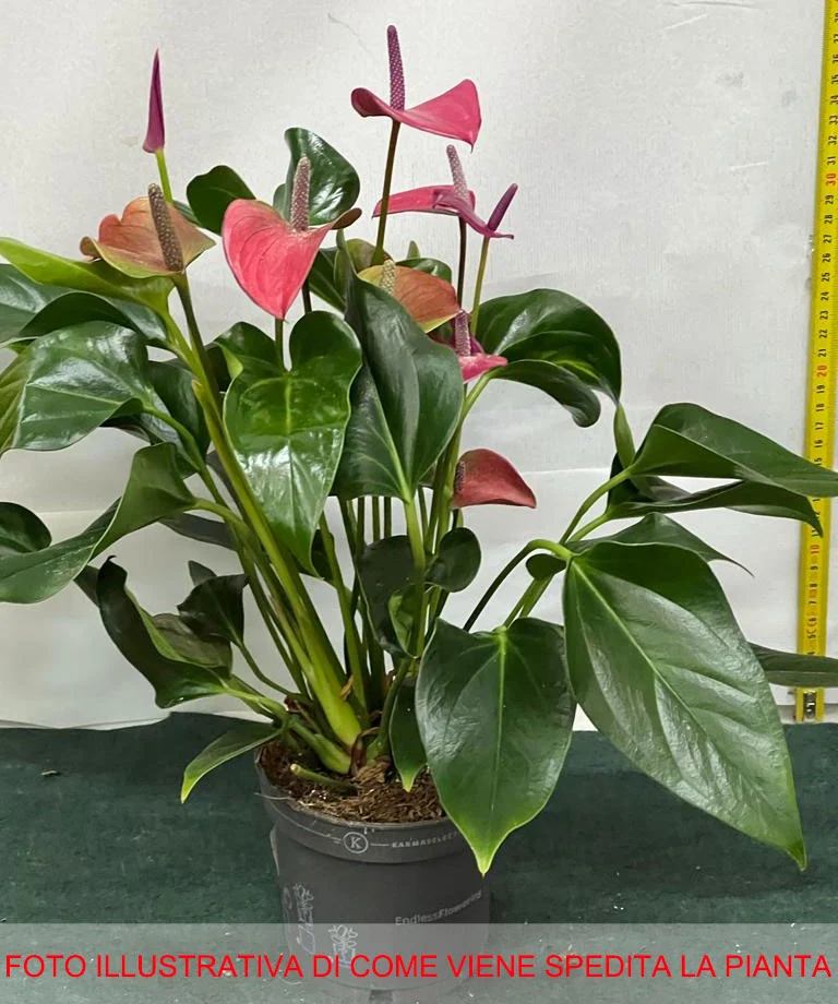 ANTHURIUM KARMA PURPLE IN VASO 12CM