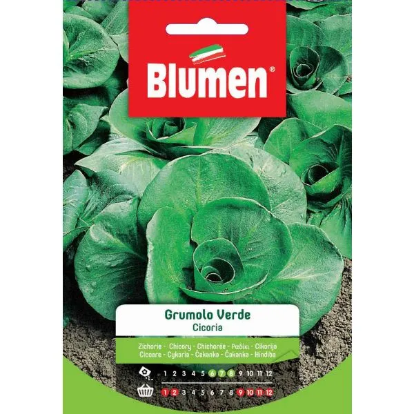 SEMI CICORIA GRUMULO VERDE