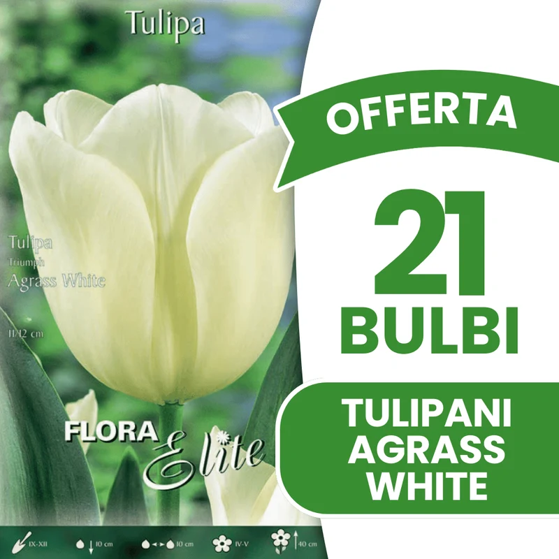 OFFERTA 21 BULBI TULIPANO TRIUMPH AGRASS WHITE