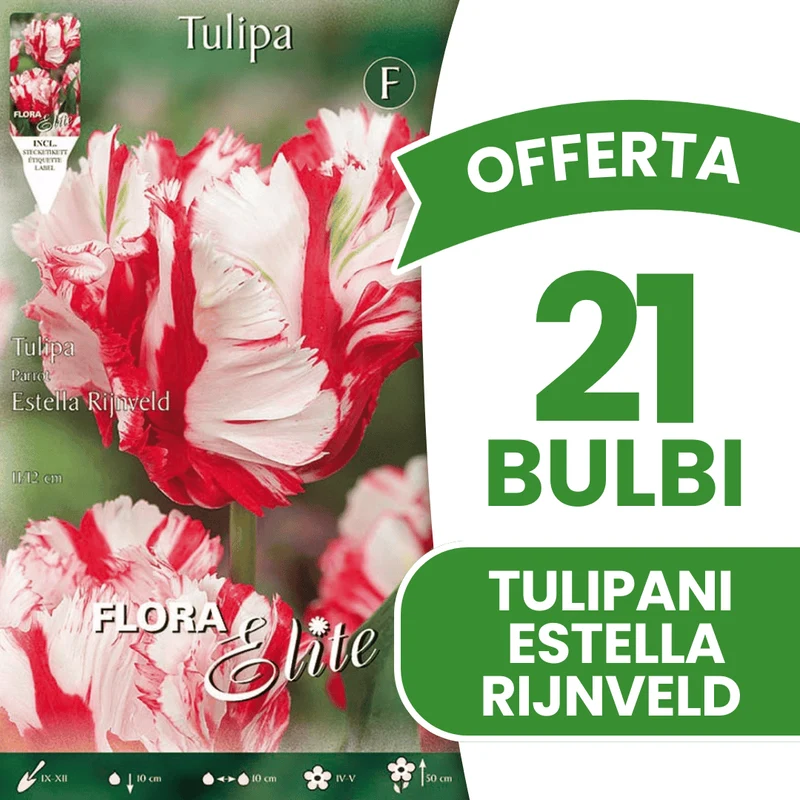 OFFERTA 21 BULBI TULIPANO PARROT ESTELLA RIJNVELD