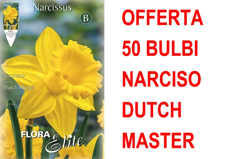 OFFERTA 50 BULBI NARCISO TRUMPET DUTCH MASTER