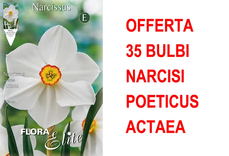 OFFERTA 35 BULBI NARCISO POETICUS ACTAEA