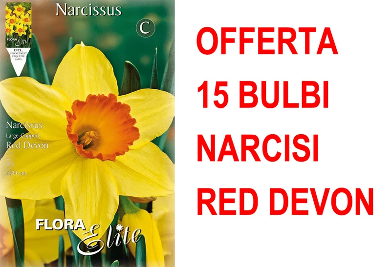 OFFERTA 15 BULBI NARCISO LARGE-CUPPED RED DEVON