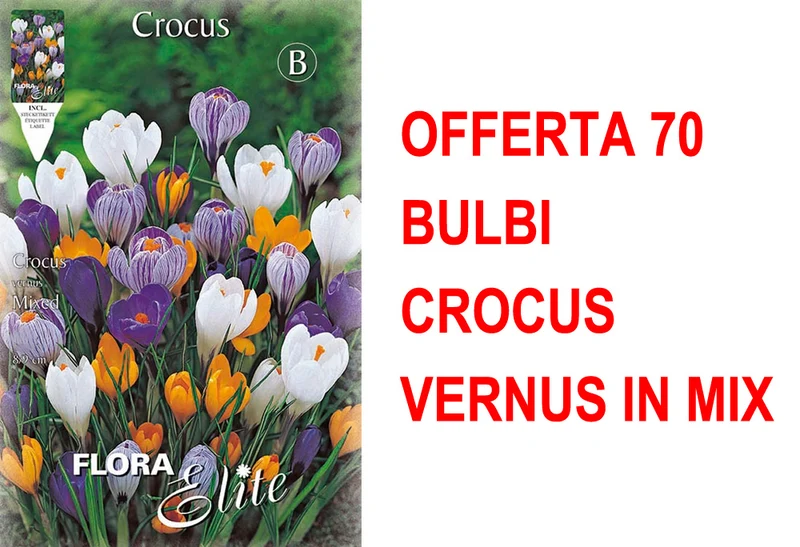 OFFERTA 70 BULBI CROCUS VERNUS MIX