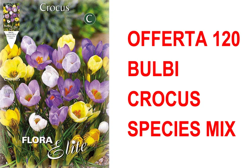 OFFERTA 120 BULBI CROCUS SPECIES MIX DI COLORI