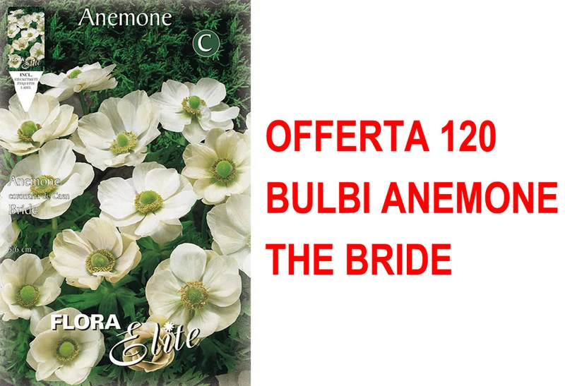 OFFERTA 120 BULBI ANEMONE CORONARIA THE BRIDE