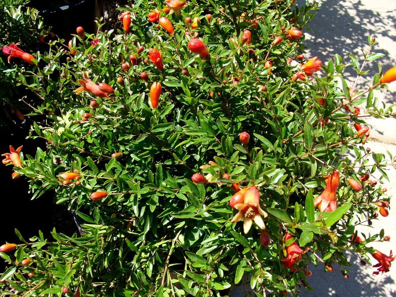PUNICA GRANATUM NANUM MELOGRANO NANO IN VASO 18CM