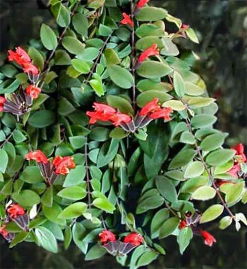 AESCHYNANTHUS CARINA VASO 11CM