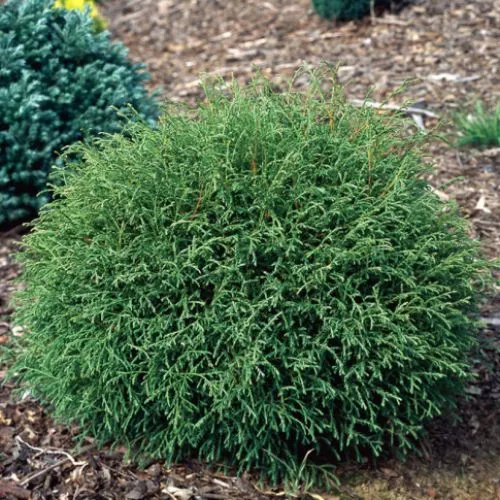 THUJA OCCIDENTALIS MR BOWLING BALL VASO 18CM