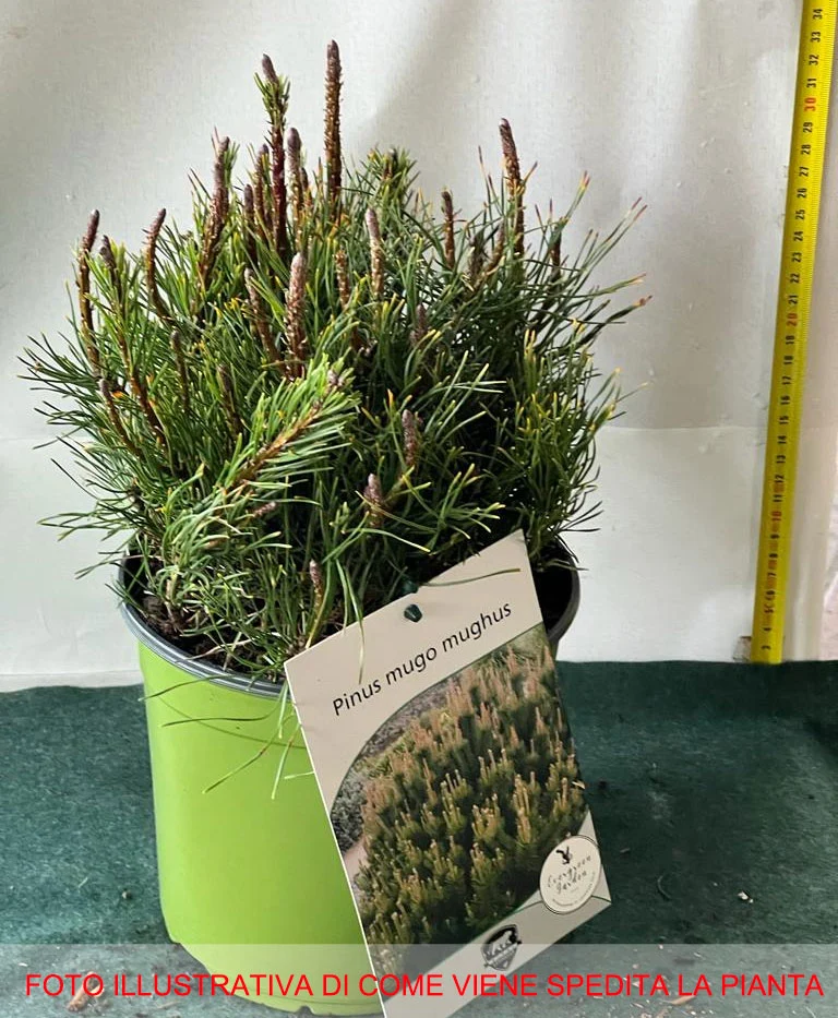 PINUS MUGO MUGHUS PINO VASO 18CM
