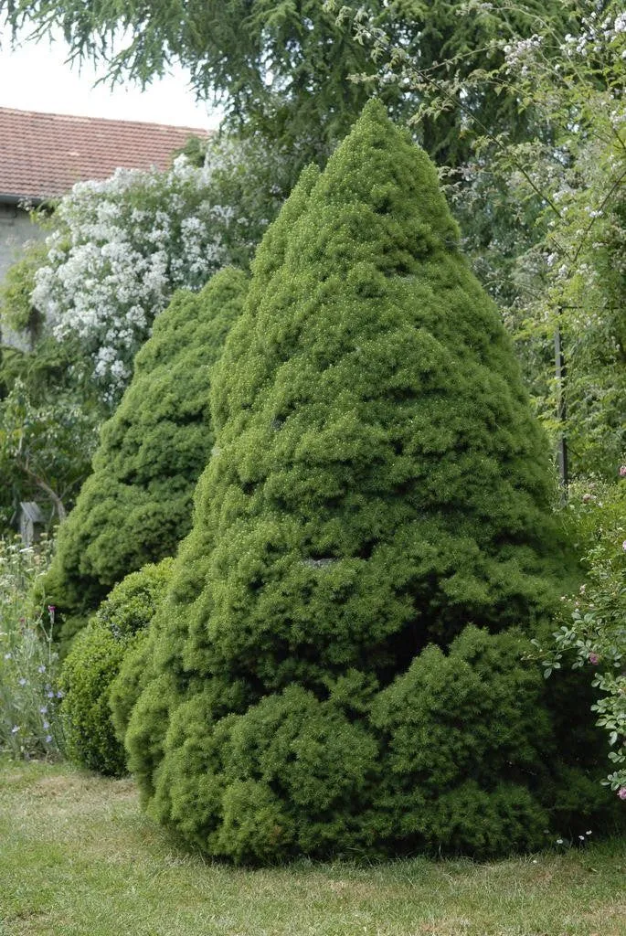 PICEA GLAUCA CONICA VASO 19CM