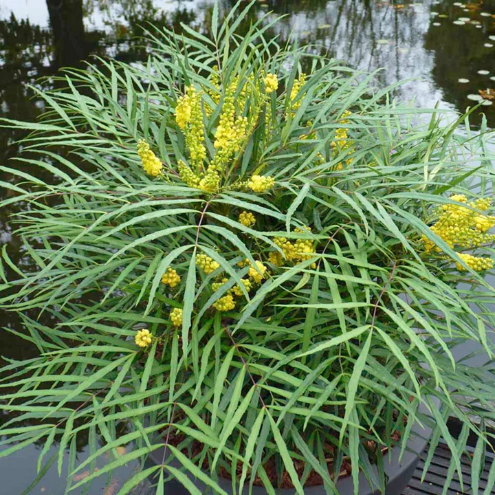 MAHONIA JAPONICA SOFT CARESS VASO 17CM