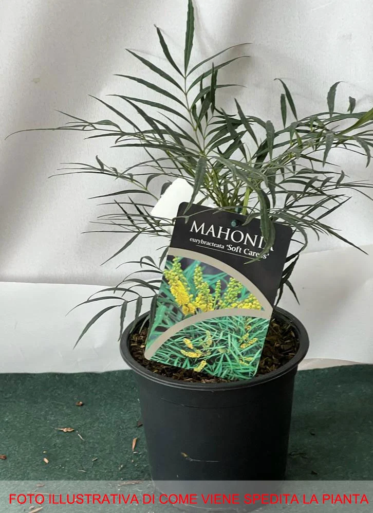 MAHONIA JAPONICA SOFT CARESS VASO 17CM