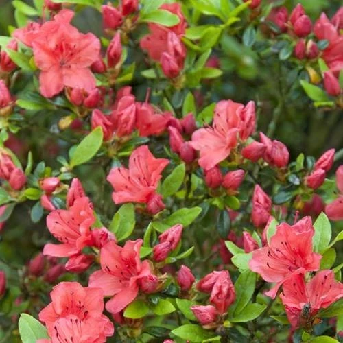 RODODENDRO GEISHA ARANCIONE IN VASO 18CM