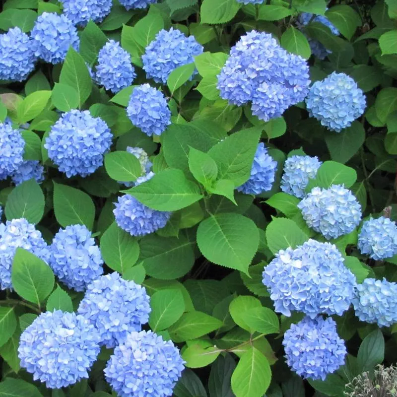 ORTENSIA HYDRANGEA MACROPHYLLA NIKKO BLUE VASO 18CM