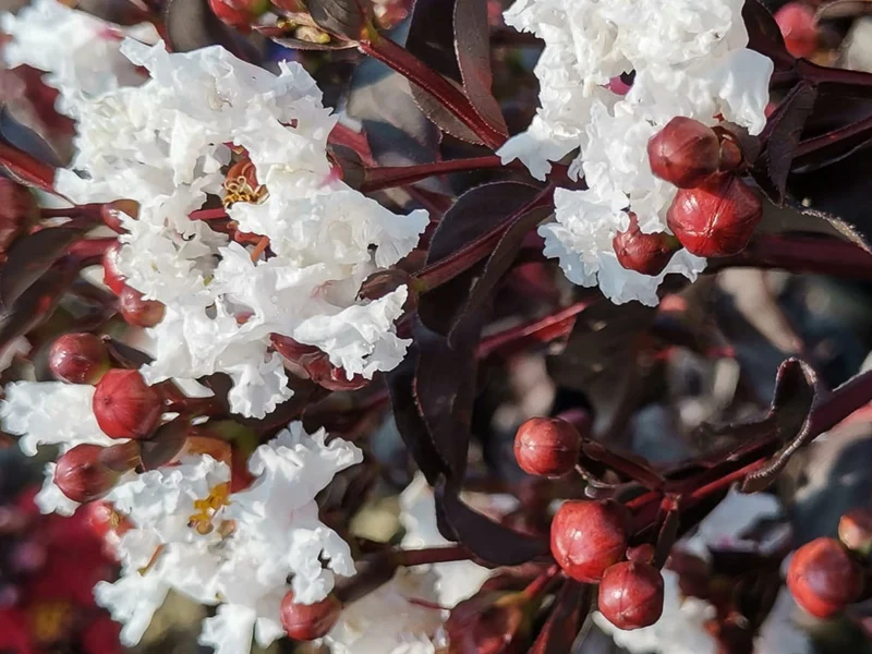 LAGERSTROEMIA INDICA BLACK SOLITAIRE PURE WHITE VASO 18CM