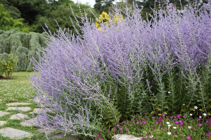 PEROVSKIA BLUE SPIRE SALVIA RUSSA IN VASO 18CM