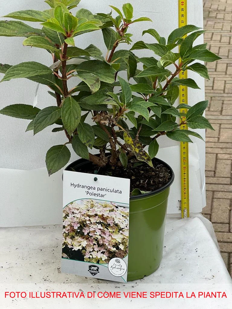 ORTENSIA HYDRANGEA PANICULATA POLESTAR IN VASO 18CM