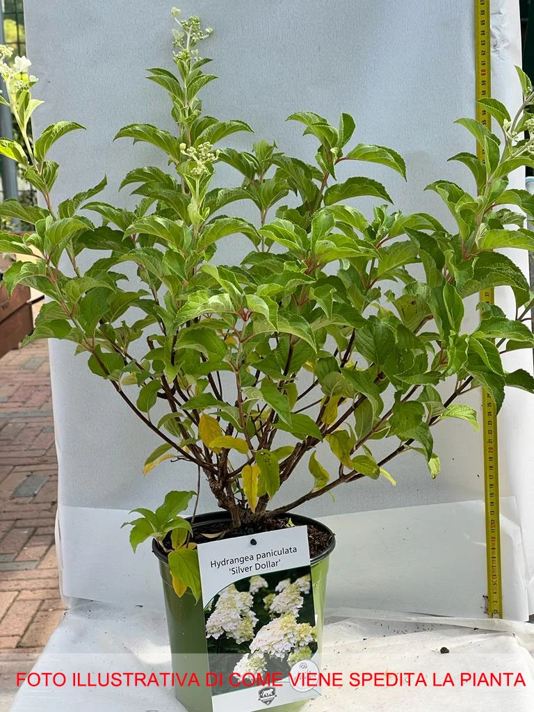 ORTENSIA HYDRANGEA PANICULATA SILVER DOLLAR IN VASO 18CM