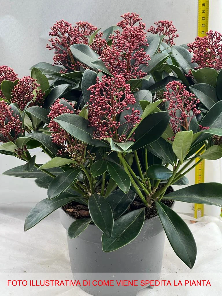 SKIMMIA RUBELLA VASO15CM