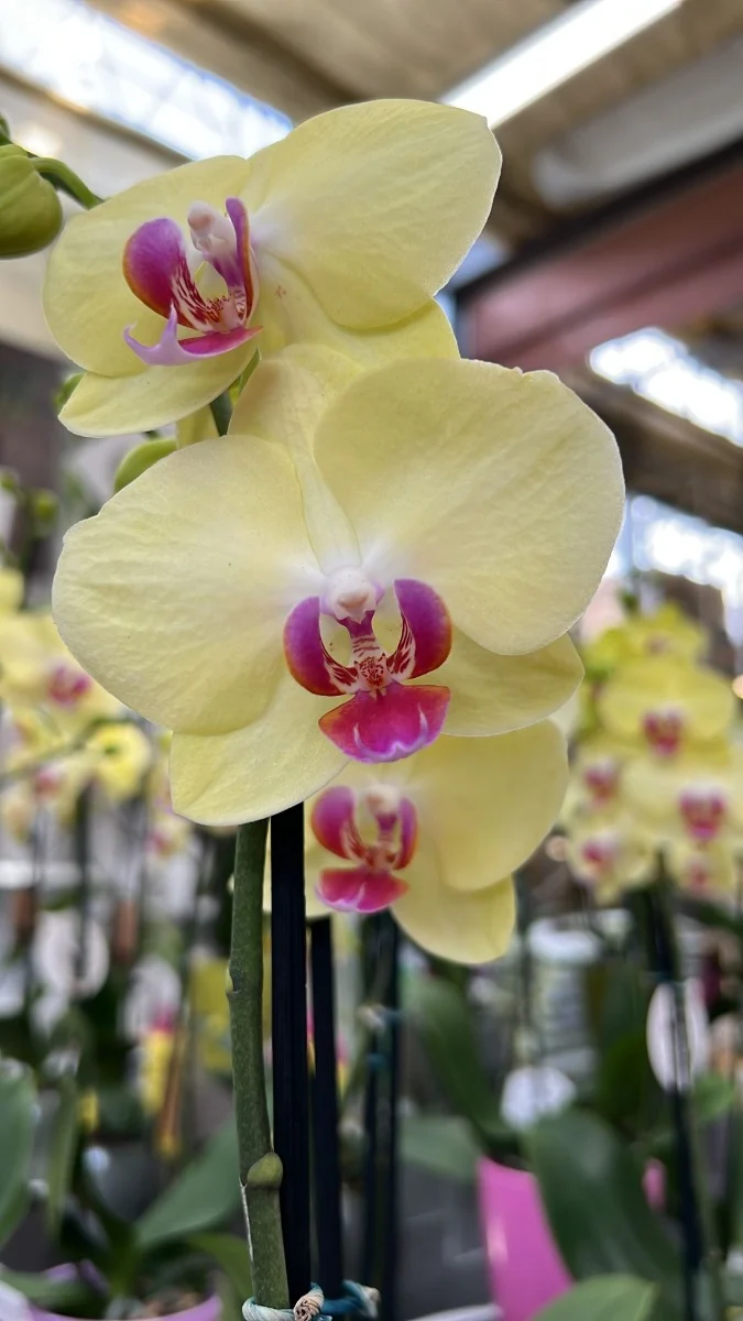 ORCHIDEA PHALAENOPSIS 2 RAMI ROSA O GIALLA VASO 10CM
