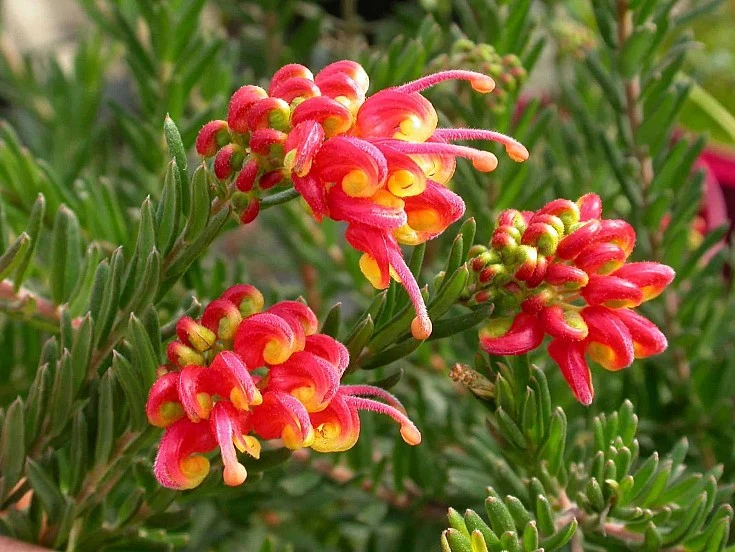 GREVILLEA FIREWORKS VASO 24CM