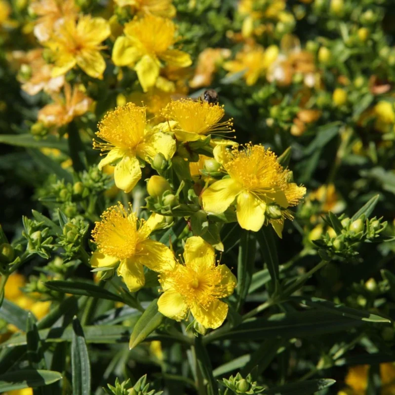 HYPERICUM IPERICO KALMIANUM SUNNY BOULEVARD IN VASO 19CM