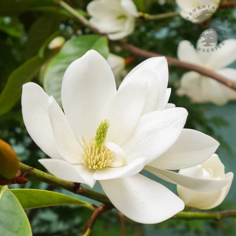MAGNOLIA FAIRY CREMA VASO 19CM