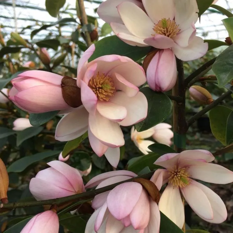 MAGNOLIA FAIRY ROSA BLUSH VASO 19CM