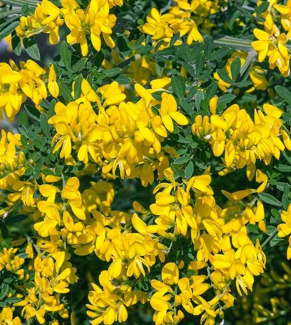 CYTISUS PORLOCK GENISTA GIALLA IN VASO 16CM