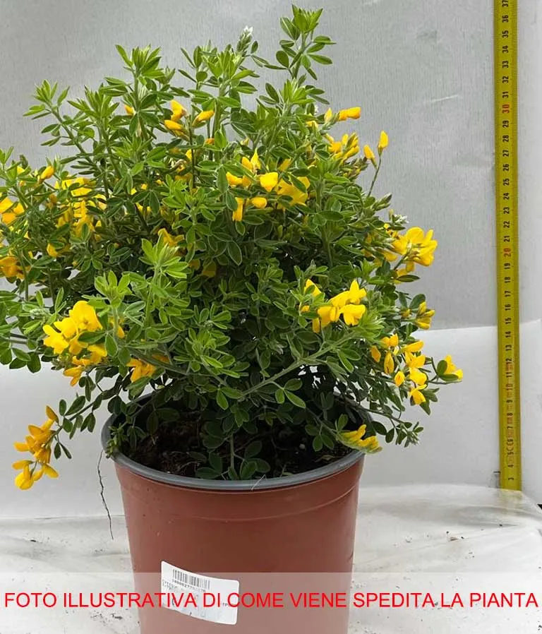 CYTISUS PORLOCK GENISTA GIALLA IN VASO 16CM
