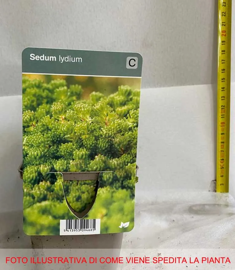 SEDUM LYDIUM IN VASO 9CM