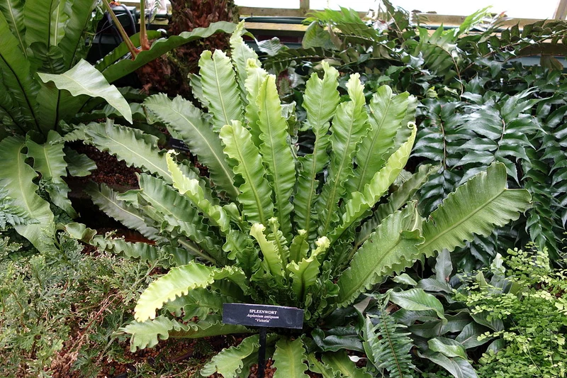 ASPLENIUM NIDUS VASO 14CM