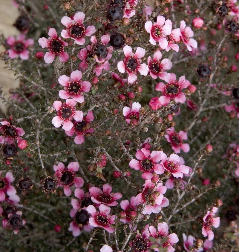 LEPTOSPERMUM MANUKA IN VASO 15CM