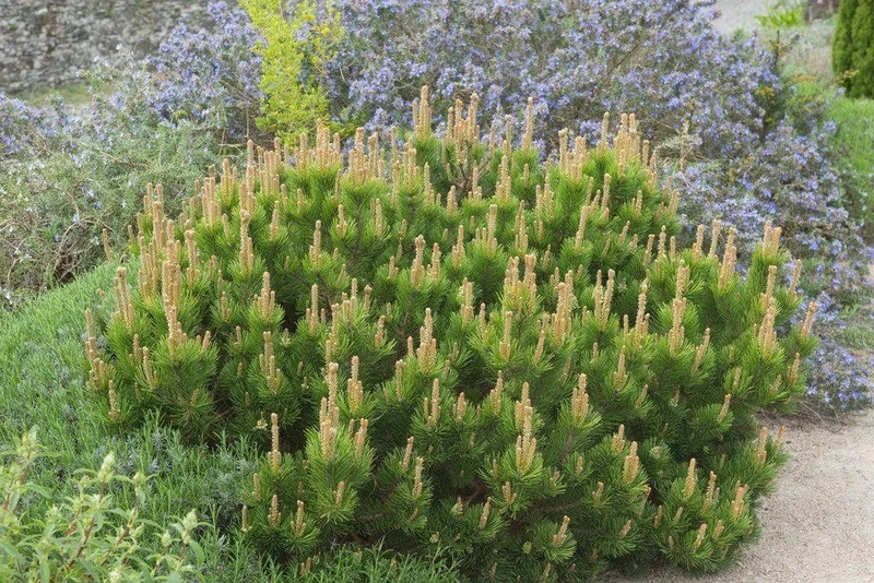 PINUS MUGO MUGHUS PINO VASO 16CM