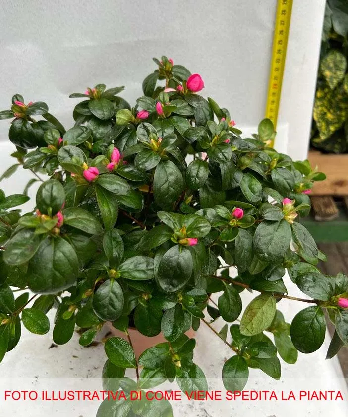 AZALEA JAPONICA RUSTICA NANNY VASO 12CM