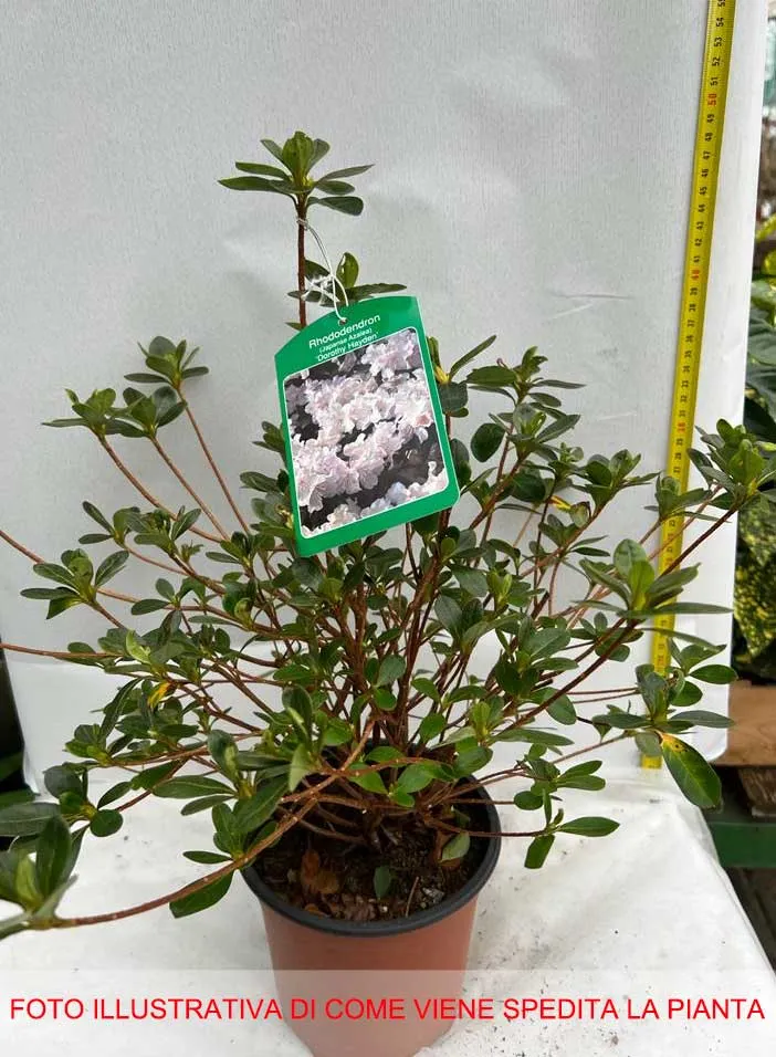 AZALEA JAPONICA DOROTHY BIANCA VASO 15CM