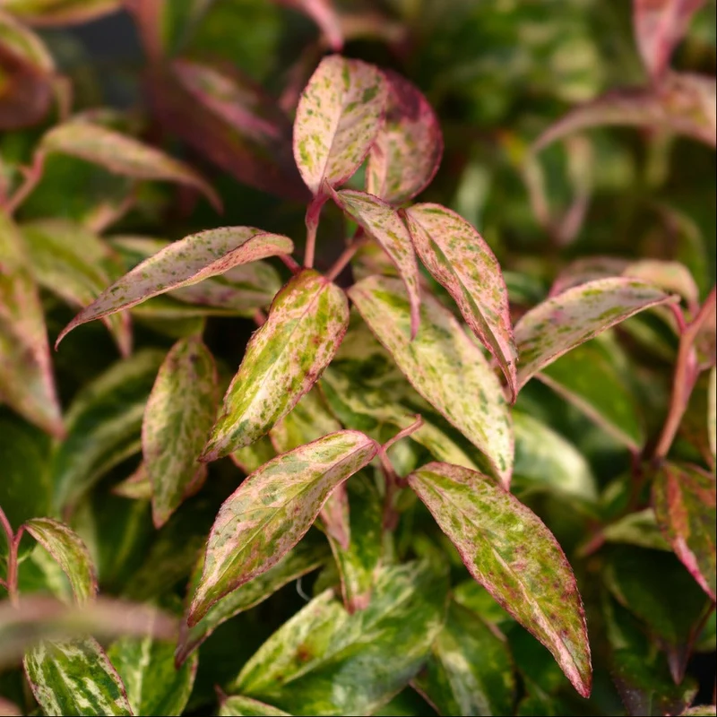 LEUCOTHOE FONTANESIANA VASO 19CM