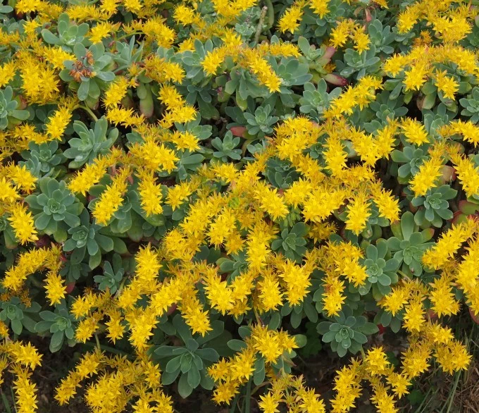 SEDUM PALMERI IN VASO 15CM