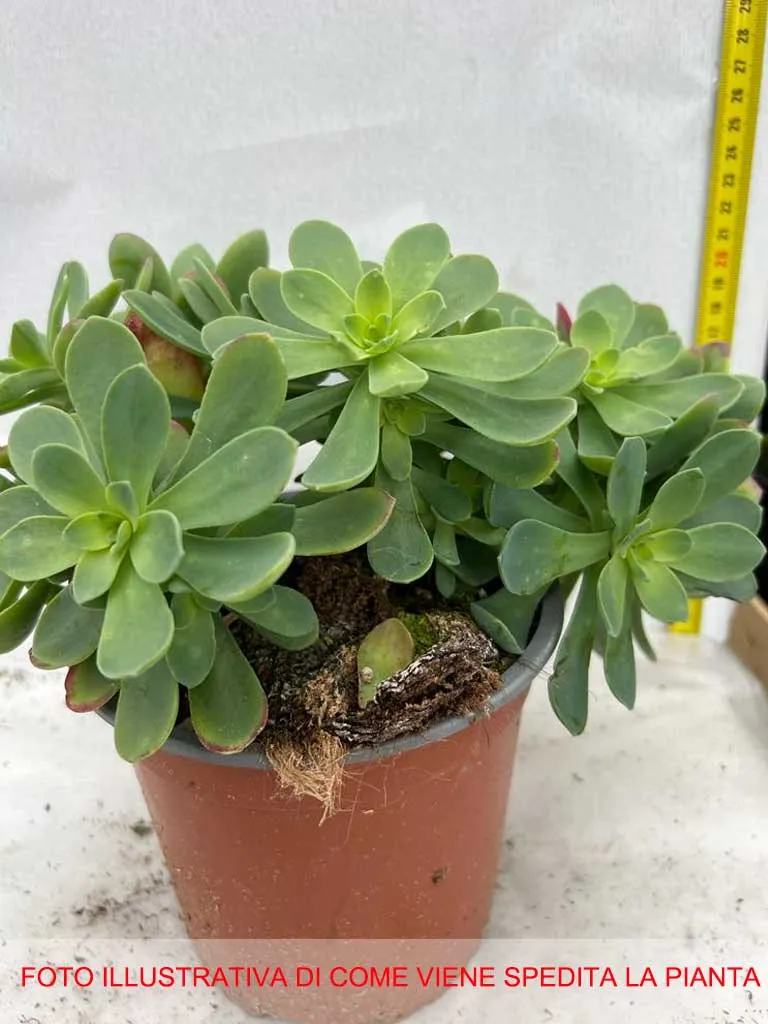 SEDUM PALMERI IN VASO 15CM
