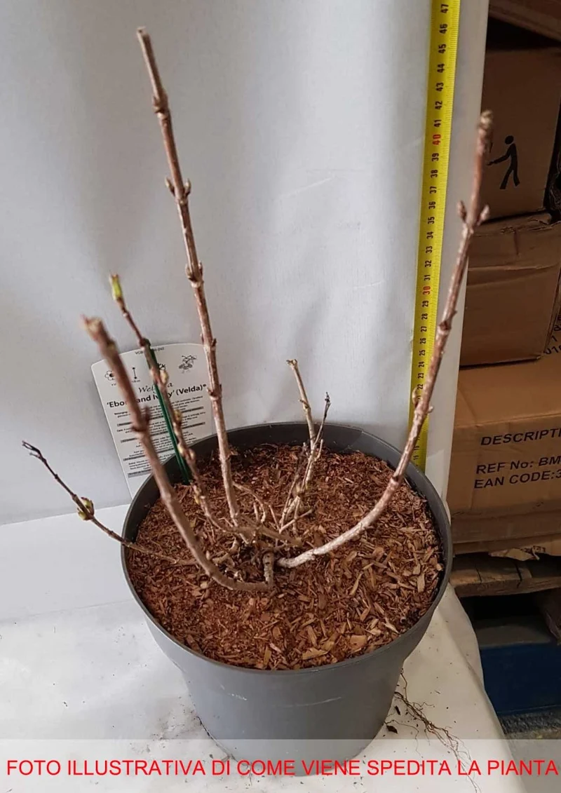 WEIGELA PICOBELLA ROSA VASO 23CM