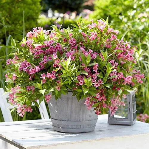 WEIGELA PICOBELLA ROSA VASO 23CM