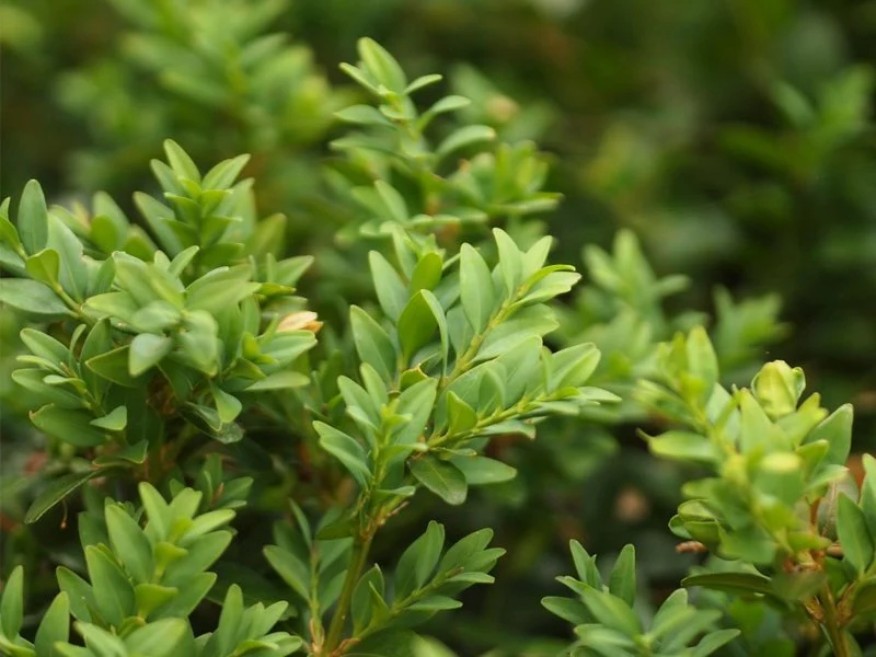 BOSSO BUXUS SEMPERVIRENS VASO 19CM