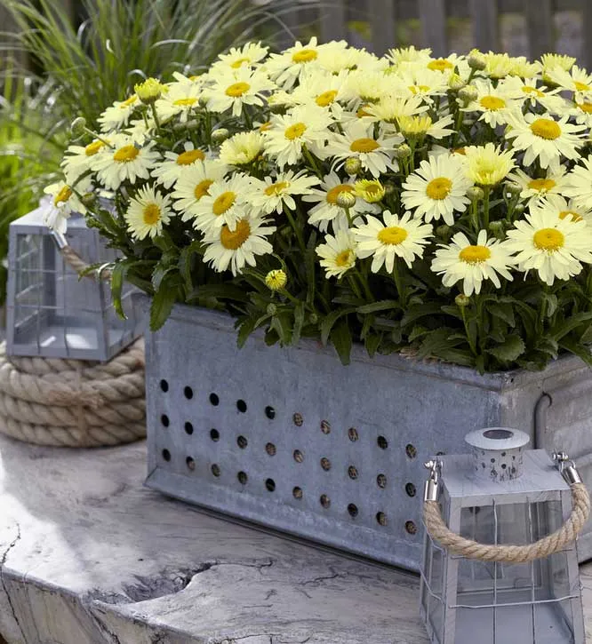 LEUCANTHEMUM OOH LA LACREME VASO 18CM