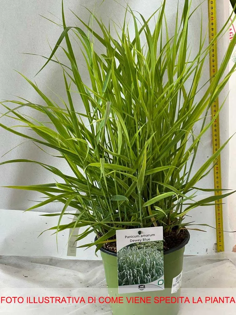 PANICUM AMARUM DEWEY BLUE IN VASO 17CM