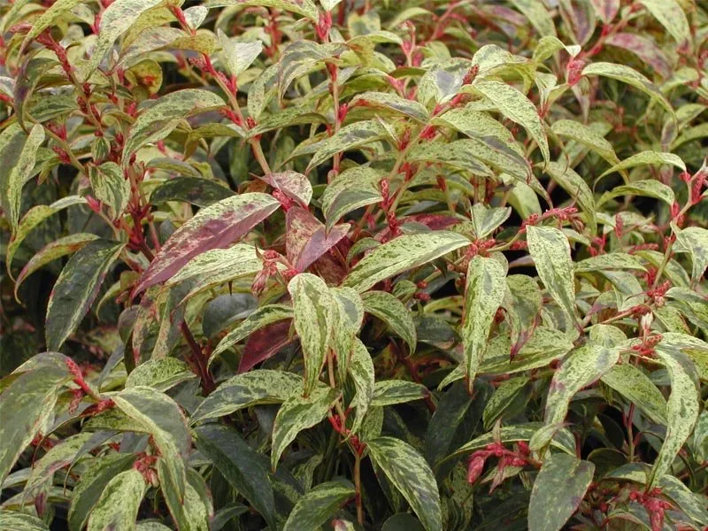 LEUCOTHOE RAINBOW VASO 18CM