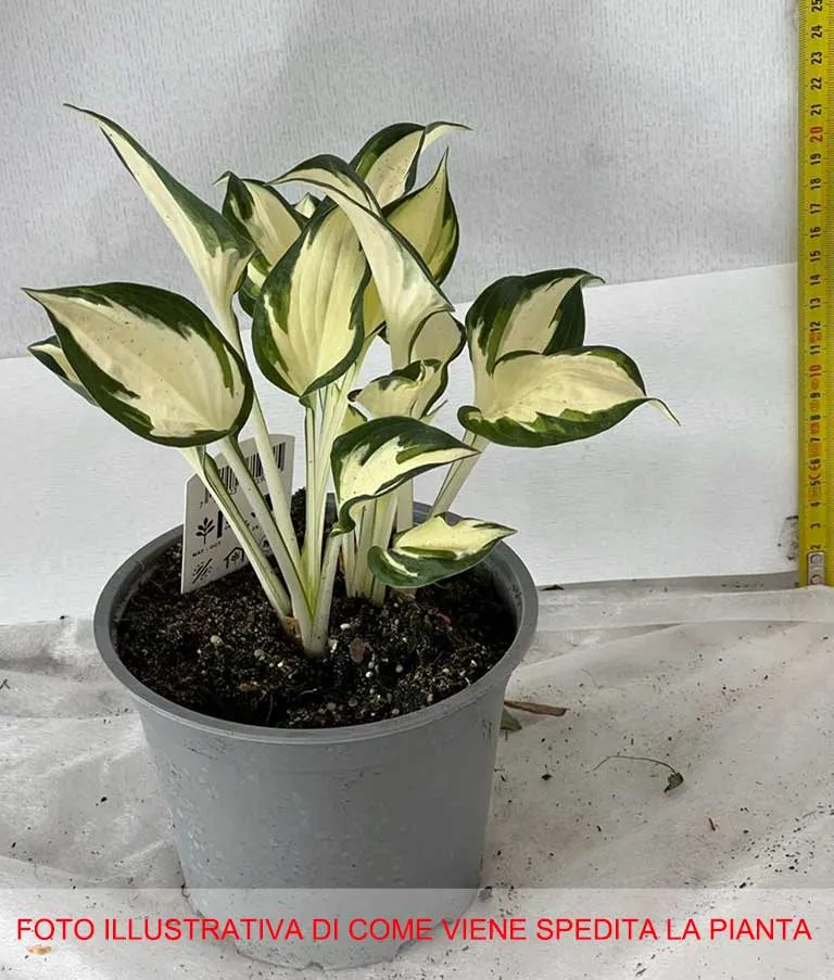 HOSTA FIRE AND ICE IN VASO 15CM