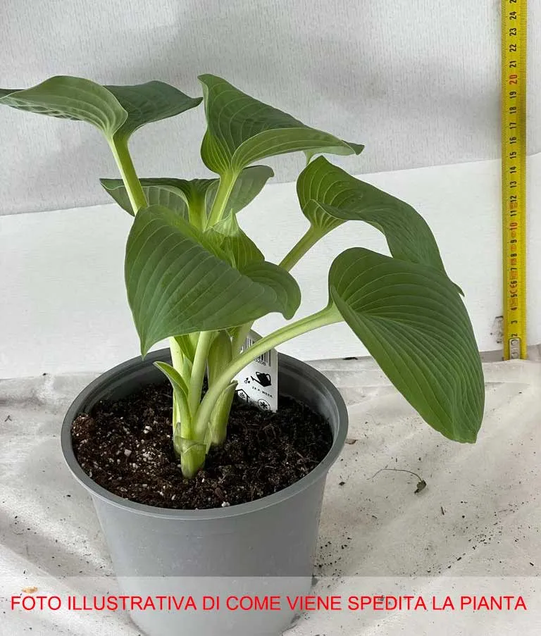 HOSTA SIEBOLDIANA ELEGANCE VASO 15CM