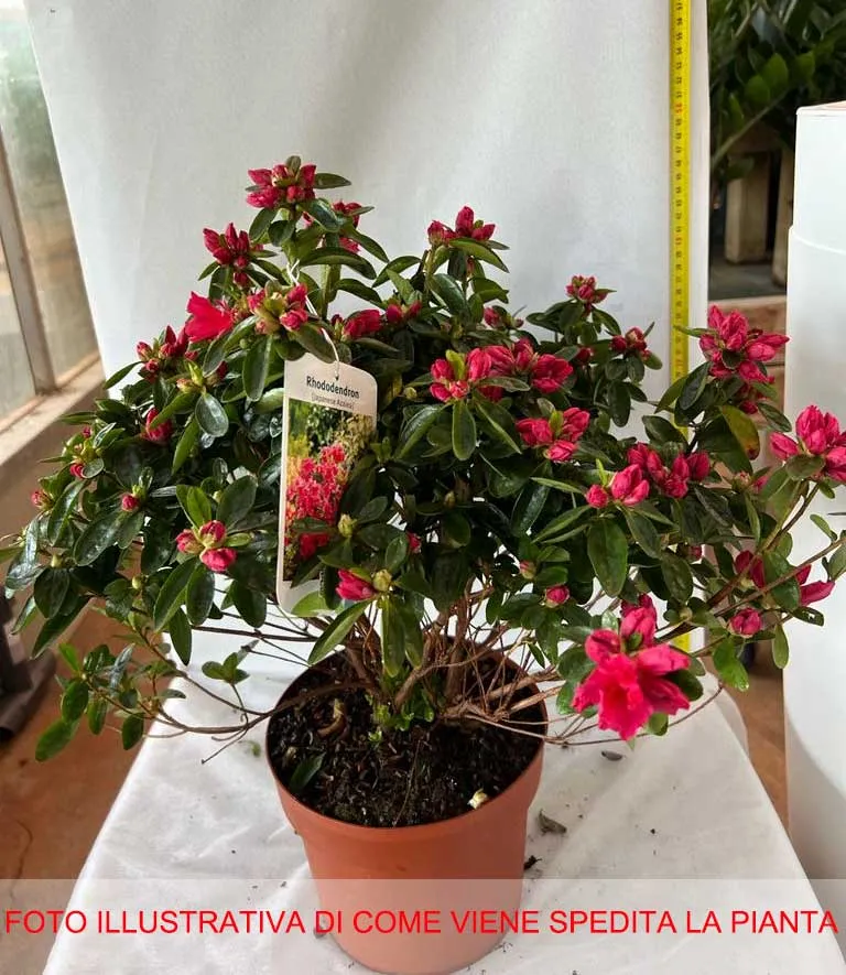 AZALEA JAPONICA RUSTICA ROSA SCURO VASO 18CM