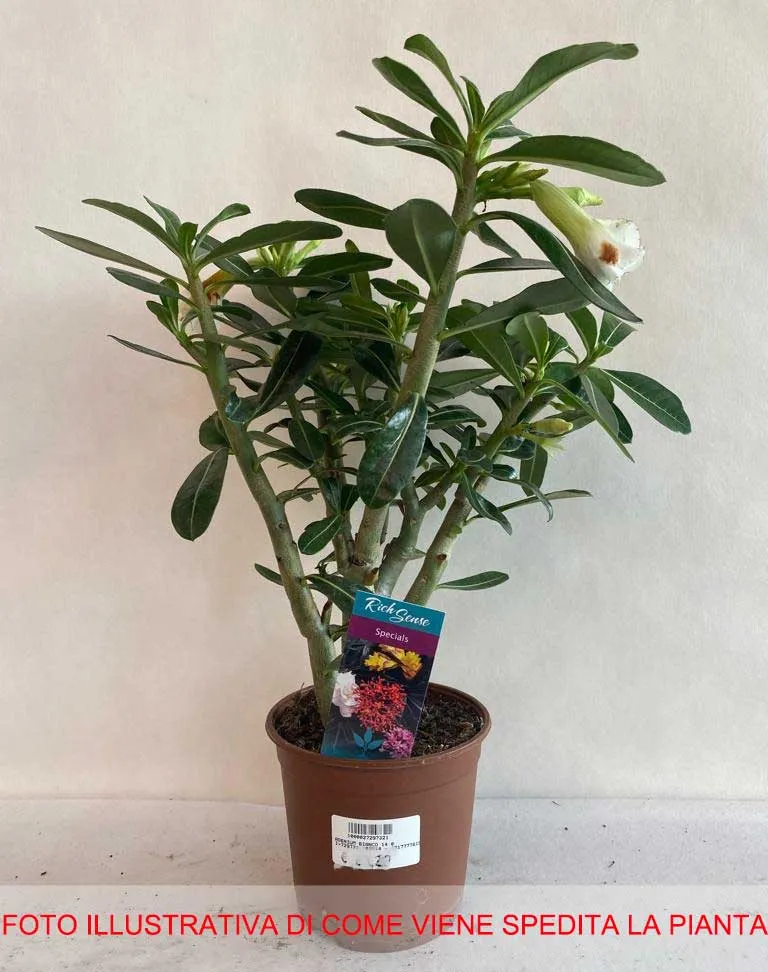 ADENIUM BIANCO O ROSA DEL DESERTO VASO 14CM